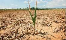 Sized_drought